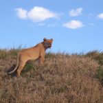 After a meal, lion spends an entire day sleeping and resting under the Acacia trees