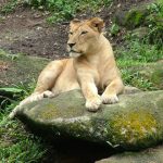 After a meal, lion can spend an entire day resting and sleeping under the acacia trees