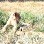 Lions savor the large oryx antelope species