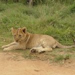 Lions savor the oryx antelope species