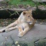 Once a lioness in Samburu cared for six baby oryx in one year