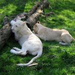 Once a lioness in Samburu adopted six baby oryx in one year