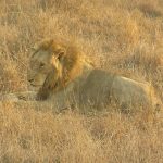 Lions live in groups known as prides where all lionesses are related