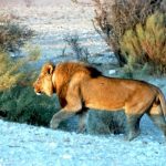 A lioness in Samburu once adopted six baby oryx in one year