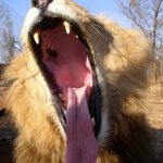 Male lions in Tsavo do not have manes