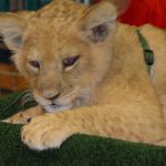 Male lions in Tsavo are unique because they do not have manes