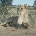 Spotting a pride of Tsavo lions is a rare sight