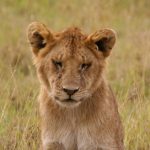 Tsavo lions are fearsome beasts