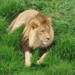 Tsavo lions are fearsome beasts and are very elusive