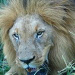 Tsavo lions are very elusive and fearsome beasts