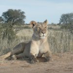 The lion is a symbol of Kenya's Pride