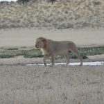 The African lion is a symbol of Kenya's Pride