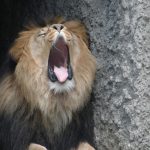 Female lion cubs typically stay with the group