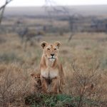 The lion is a symbol of Kenya's pride and power