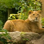 Young male Lion lying on a Rock