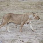 The African lion is a symbol of Kenya's pride and Nationhood