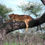 Lions have a rich and long history with the Maasai