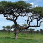 African lion has a rich and long history with the Maasai