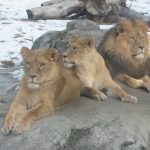 African lions have a rich and long history with the Maasai