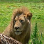 Maasai once interacted with the lions