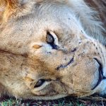 The Maasai tribe once interacted with the lions