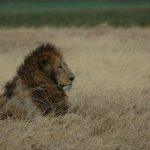 Maasai tribe once interacted with the lions