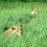 Maasai warriors have battled with countless lions to protect their cows