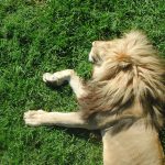 The Maasai warriors have battled with countless lions to protect their cows