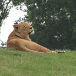 The Maasai tribe have battled with countless lions to protect their cows