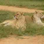 Maasai tribe have battled with countless lions to protect their cows