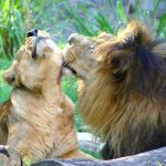 The Maasais have battled with countless lions to protect their cows