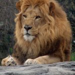 Only male lions boast the impressive fringe of long hair called manes