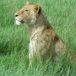 Lion plays a very important role for the young Maasai boys at the time of the transition from childhood to adulthood