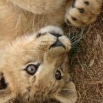 The lion plays a very important role for the young Maasai boys at the time of the transition from childhood to adulthood