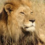 The lions play a very important role for the young Maasai boys at the time of the transition from childhood to adulthood