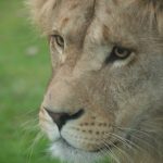 Lions play a very important role for the young Maasai boys at the time of the transition from childhood to adulthood