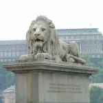 Only male lions boast the impressive fringe of long hair called manes that encircle their heads