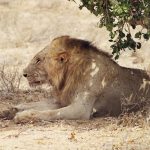 Mature male lions are unique for their thick mane of black or brown hair