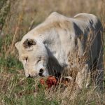 Mature male lions are unique for their thick mane of black or brown hair that encircles the neck and head