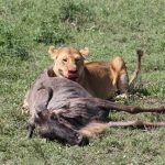 When resting, lions enjoy good fellowship with lots of head rubbing, touching, licking and purring