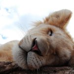 When resting, the lions enjoy good fellowship with lots of head rubbing, touching, licking and purring