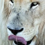 Each lion looks out for itself when it comes to food