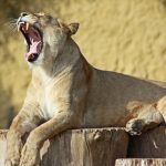 An adult male lion usually eats first