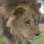 An adult male lion usually eats first followed by the females