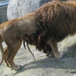 Adult male lions usually eat first followed by the females