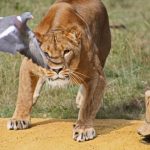 Adult male lions usually eat first followed by the females and the cubs