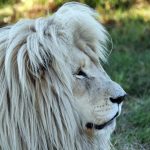 An adult male lion usually eats first followed by the females and the cubs