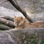 Lions are the laziest among the big cats