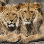 Within the pride, the male lions are fathers of the cubs