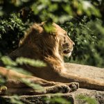 Male Lion lying on a Rock